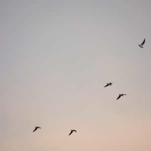 birds (a6)